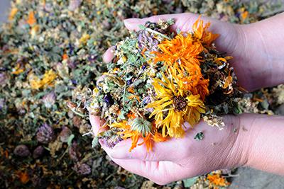 Großblättriger Bio-Kräutertee